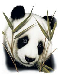Shirts: Panda Bear