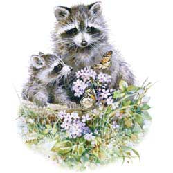 Shirts: Raccoon