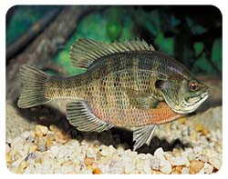 Bluegill Coasters