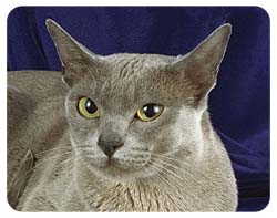 Coasters: Burmese Cat
