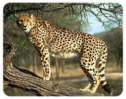 Coasters: Cheetah