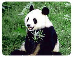 Panda Coasters