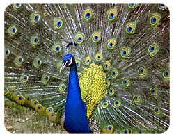 Coasters: Peacock