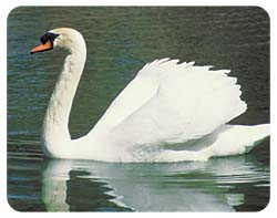 Swan Coasters