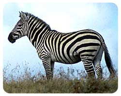 Coasters: Zebra