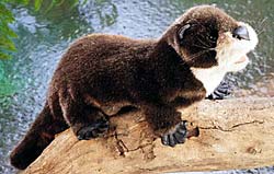 Puppet: River Otter
