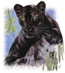 Shirts: Black Leopard