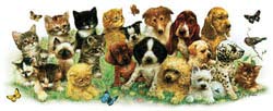 Shirts For Dogs - Shirts Cats And Dogs