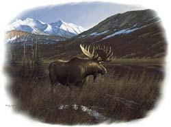 Shirts: Moose