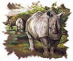 Rhino T-Shirts