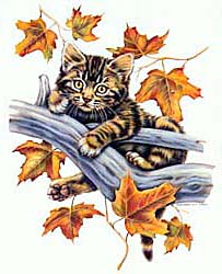 Tabby Cat T-Shirts