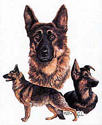 Shirts: German Shepherd