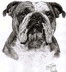 Shirts: Bulldog