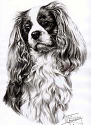 Shirts: Cavalier King Charles Spaniel