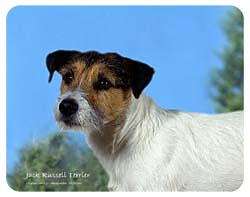 Coasters: Jack Russell Terrier