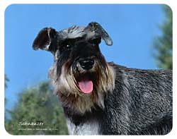 Schnauzer Coasters