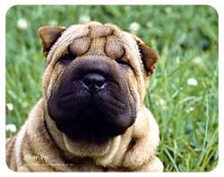 Shar-Pei Coasters