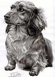 dachshund t shirt 13132 Shirts: Dachshund