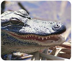 Alligator Mousepad