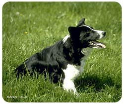 Border Collie Mousepad