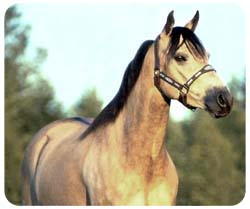 Buckskin Horse Mousepad