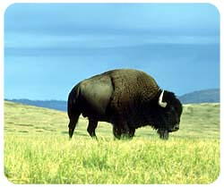 Mousepad: Buffalo