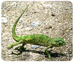 Chameleon Mousepad