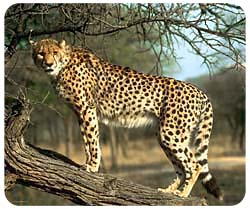 Mousepad: Cheetah