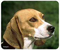 Beagle Mousepad
