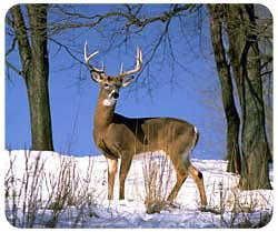 Mousepad: Deer