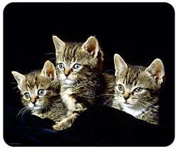 Tabby Cat Mousepad