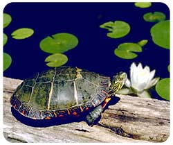 Turtle Mousepad