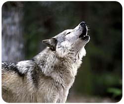 Mousepad: Wolf