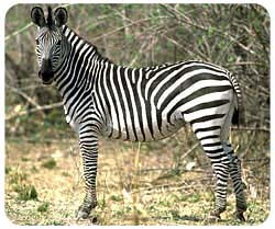 Mousepad: Zebra
