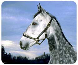 Gray Dapple Horse Mousepad