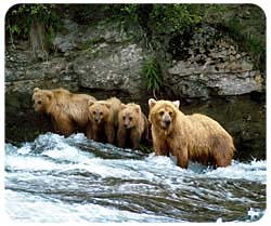 Grizzly Bear Mousepad
