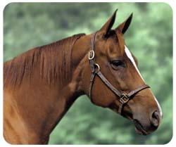 Quarter Horse Mousepad