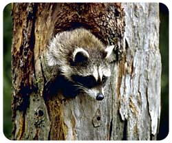 Mousepad: Raccoon