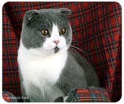 Scottish Fold Cat Mousepad