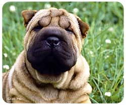 Shar-Pei Mouse Pad