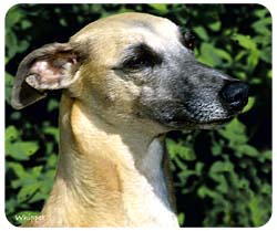 mouswhip Mousepad: Whippet