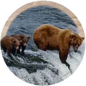 Brown Bear Drink Coasters