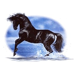 Black Horse T-Shirt - Stylin With Paws