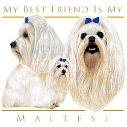Maltese T-Shirt - My Best Friend Is