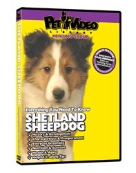 Shetland Sheepdog Video