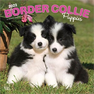  Border Collie Puppies Calendar 2013