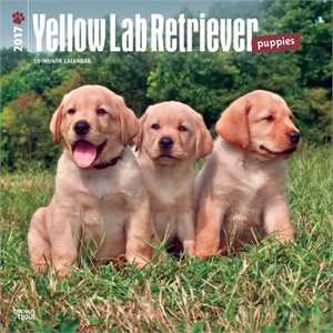  Yellow Lab Puppies Calendar 2013