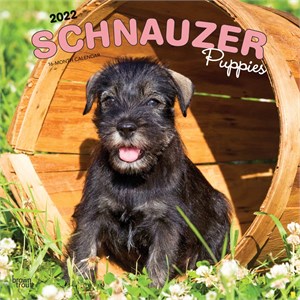  Schnauzer Puppies Calendar 2013
