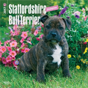  Staffordshire Bull Terrier Puppies Calendar 2013