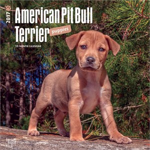  Pit Bull Terrier Puppies Calendar 2013